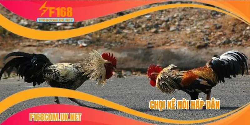 Chọi kê nòi hấp dẫn