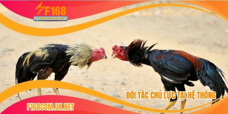 Đá gà F168 rất được ưa chuộng