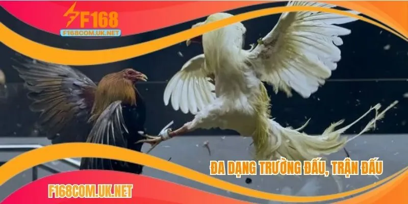 Đa dạng trường đấu, trận đấu