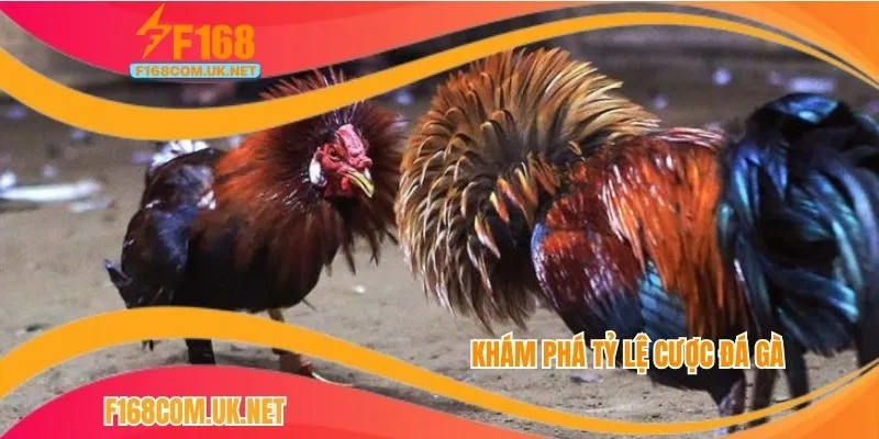 Khám phá tỷ lệ cược đá gà